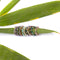 Gemstone Ring