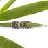 Gemstone Ring